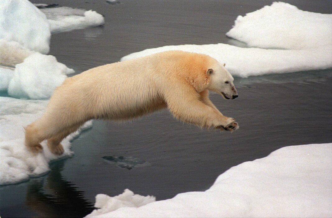 πολική αρκούδα κλιματική κρίση πάγος θερμοκρασία